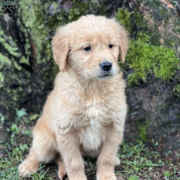 Cyrus, Golden Retriever Puppy